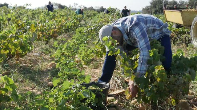 handsome man farmer in the vine, harvesting grapes during wine harvest season in vineyard