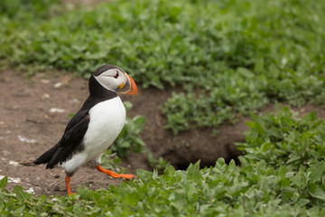 Atlantic puffin (Fratercula arctica) on way out to sea at breeding colony, near nest site
