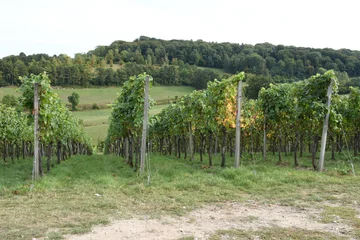 Fotobehang rijpe druiven aan de wijnranken van een wijngaard in Zuid Limburg  © henkbouwers