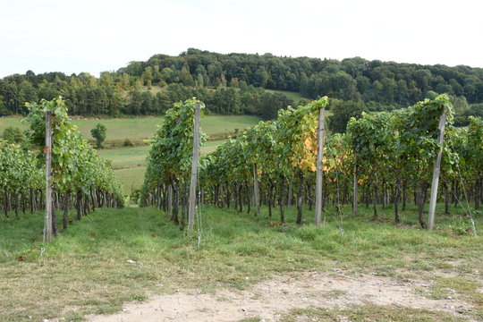 rijpe druiven aan de wijnranken van een wijngaard in Zuid Limburg 
