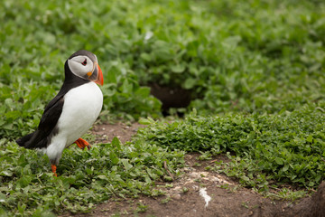 Atlantic puffin (Fratercula arctica) on way out to sea at breeding colony, near nest site