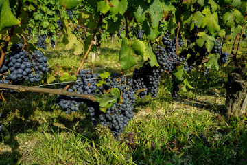 View of the vineyards near La Morra, Piedmont