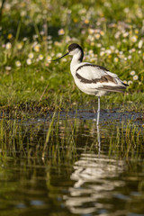 Avocette élégante (Recurvirostra avosetta - Pied Avocet)