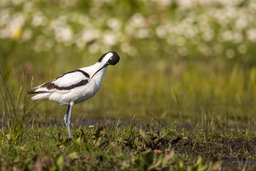 Avocette élégante (Recurvirostra avosetta - Pied Avocet) faisant sa toilette.