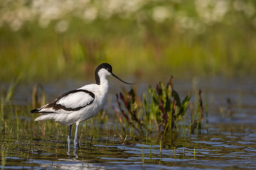 Avocette élégante (Recurvirostra avosetta - Pied Avocet)