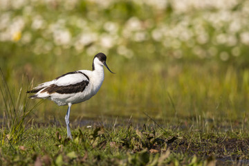Avocette élégante (Recurvirostra avosetta - Pied Avocet)