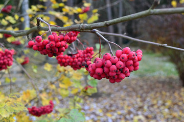 bunch of Rowan red