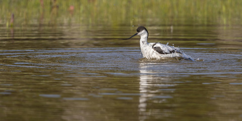 Avocette élégante (Recurvirostra avosetta - Pied Avocet) faisant sa toilette et prenant son bain.