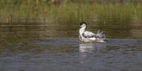 Avocette élégante (Recurvirostra avosetta - Pied Avocet) faisant sa toilette et prenant son bain.