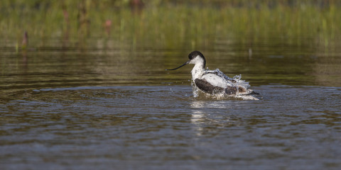 Avocette élégante (Recurvirostra avosetta - Pied Avocet) faisant sa toilette et prenant son bain.