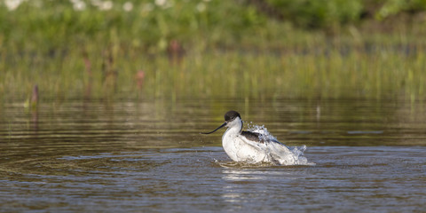 Avocette élégante (Recurvirostra avosetta - Pied Avocet) faisant sa toilette et prenant son bain.