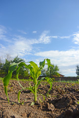 Young Corn Plants. Young green corn growing on the field. 