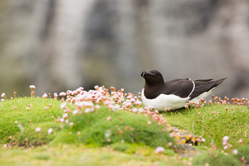 Razorbill (Alca torda) calling at breeding colony in wild flowers