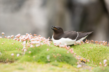 Razorbill (Alca torda) calling at breeding colony in wild flowers