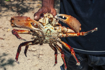 Big crab on Caribbean beaches