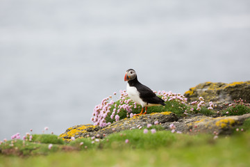 Fototapeta premium Atlantic Puffin (Fratercula arctica) displaying near breeding colony in wild flowers