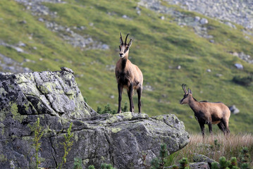 mountain goat on stone