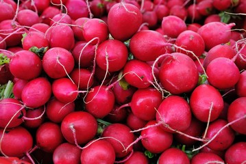 European radishes (Raphanus sativus) at the farmers market