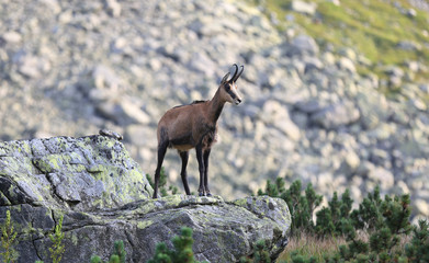 Wild mountain goat on stone