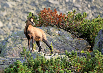 wild mountain goat