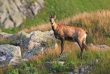 mountain goat in Tatras