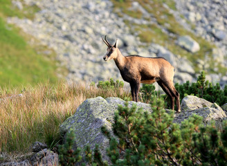 wild mountain goat