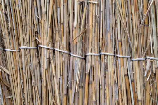 Fence of reeds. Background texture of reeds.
