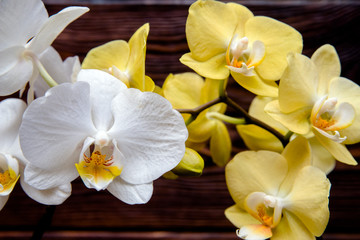 Fototapeta na wymiar White and yellow orchids on brown background 