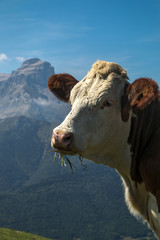 Vache à l' alpage avec la montagne de l' Obiou , Massif du Dévoluy , Hautes-Alpes , France