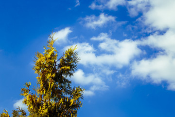 top of a cypress against a blue sky with clouds