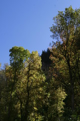 trees and sky