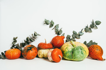colorful pumpkins with eucalyptus leaves on white background