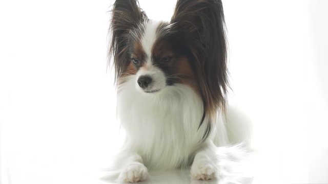 Papillon lies and looks sadly around slow motion footage video