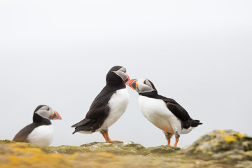 Atlantic Puffin (Fratercula arctica) pair billing and bonding, near nest site at breeding colony in wild flowers