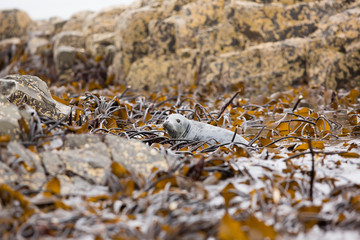 Grey seal (Halichoerus grypus) resting on rocks and seaweed at breeding colony
