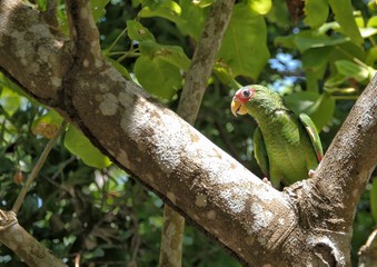 Perico en árbol