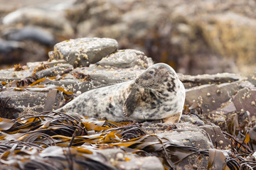 Grey seal (Halichoerus grypus) resting on rocks and seaweed at breeding colony