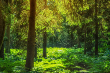 Landschaft Tannenwald mit Farn in zauberhaftem Gegenlicht - Landscape fir forest with fern in enchanting back light - obrazy, fototapety, plakaty