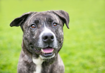 A brindle and white mixed breed dog with floppy ears and a happy expression