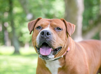 A red and white Pit Bull Terrier mixed breed dog with a happy expression