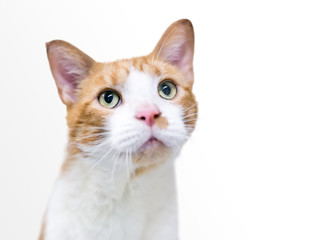 A domestic shorthair cat with white and orange tabby markings on a white background