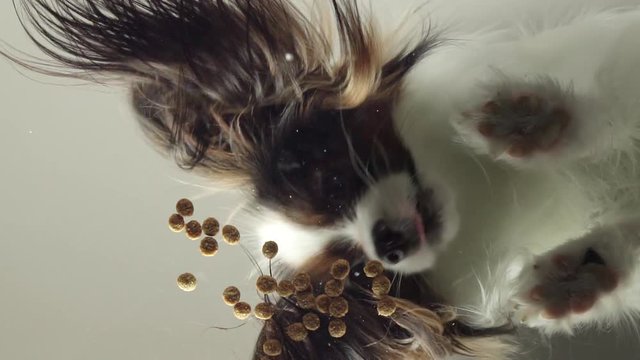 Papillon eats dry food behind glass slow motion stock footage video