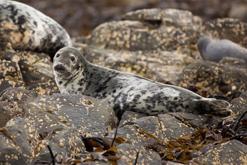 Grey seal (Halichoerus grypus) female on rock at colony