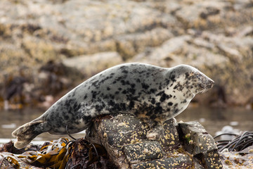 Grey seal (Halichoerus grypus) female on rock at colony