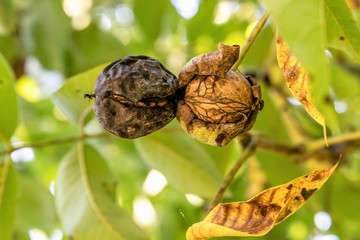 Two ripe walnuts on the tree just before falling down in front of green blurred background