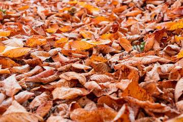 autumn and leafs