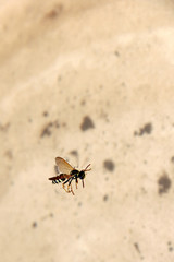 Wasp in the water