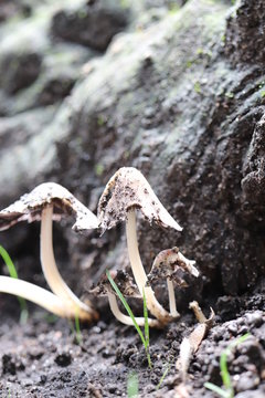 Hongos zetas 