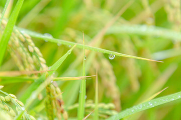 雨に濡れた稲穂