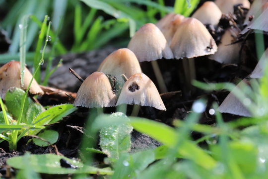 Hongos zetas 